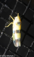 Empoa gillettei