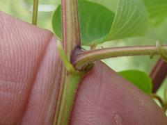 Helinus integrifolius