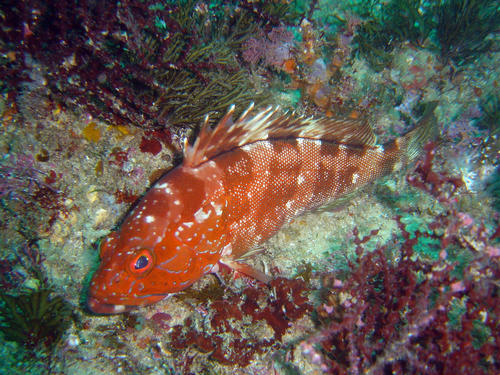 Epinephelus rivulatus