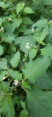 Solanum nigrum