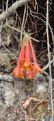 Fuchsia apetala