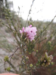 Amphithalea ericifolia erecta