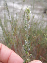 Amphithalea ericifolia erecta