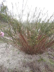 Amphithalea ericifolia erecta
