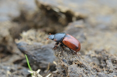 Coprimorphus scrutator