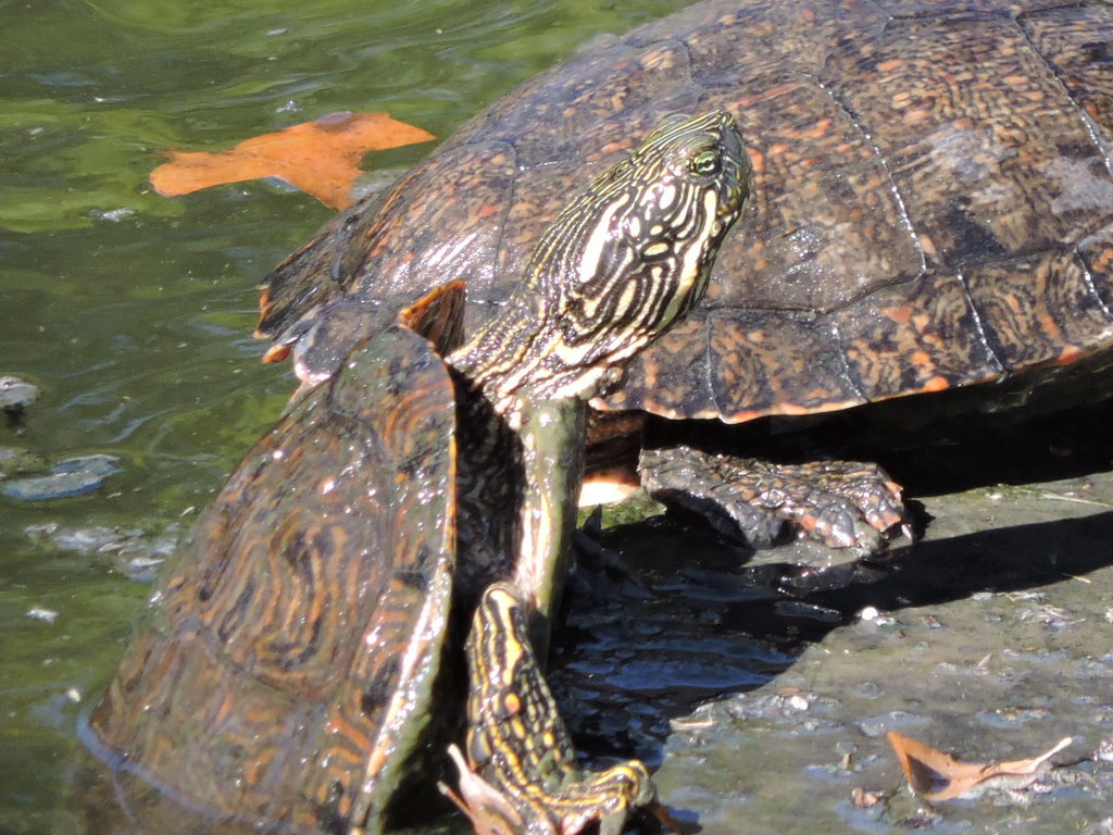 テキサスクーター