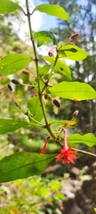 Fuchsia rivularis