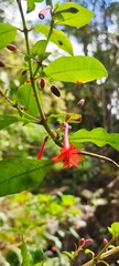 Fuchsia rivularis