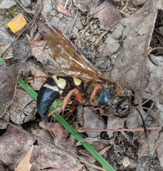 Sphecius speciosus