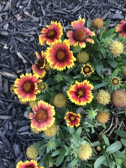 Gaillardia × grandiflora