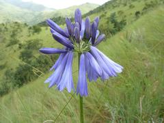 Agapanthus inapertus intermedius