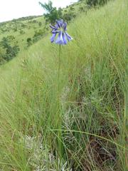 Agapanthus inapertus intermedius