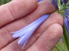 Agapanthus inapertus intermedius
