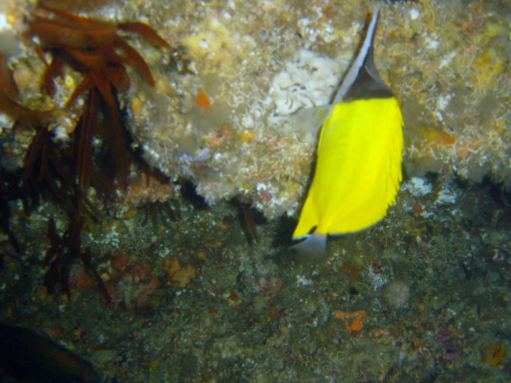 Big long-nosed Butterflyfish