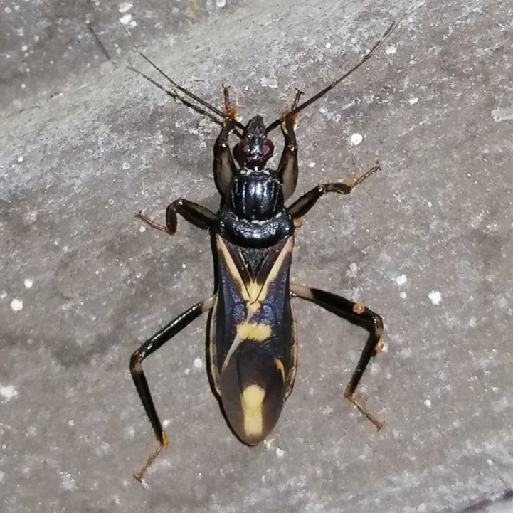 Rasahus sulcicollis