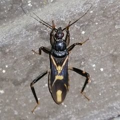 Rasahus sulcicollis