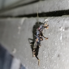 Rasahus sulcicollis