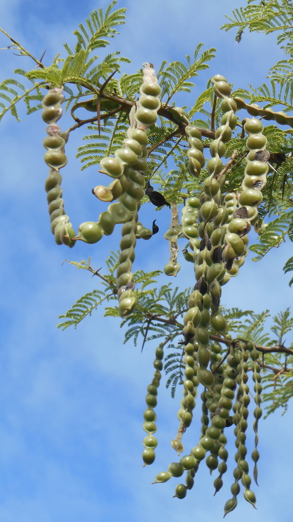 Egyptian acacia (Invasive/Noxious Plants) · iNaturalist