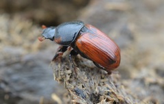 Coprimorphus scrutator