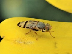 Sphenella ruficeps