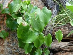 Dioscorea sylvatica sylvatica