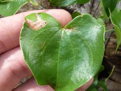 Dioscorea sylvatica sylvatica