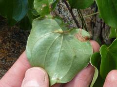 Dioscorea sylvatica sylvatica