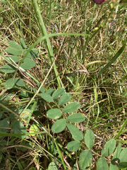 Tephrosia spicata