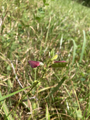 Tephrosia spicata