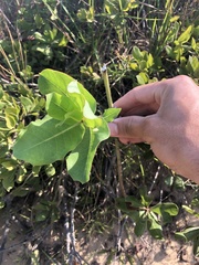 Asclepias amplexicaulis