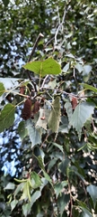Betula pendula