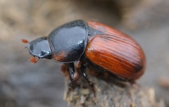 Coprimorphus scrutator