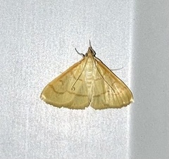 Helvibotys helvialis