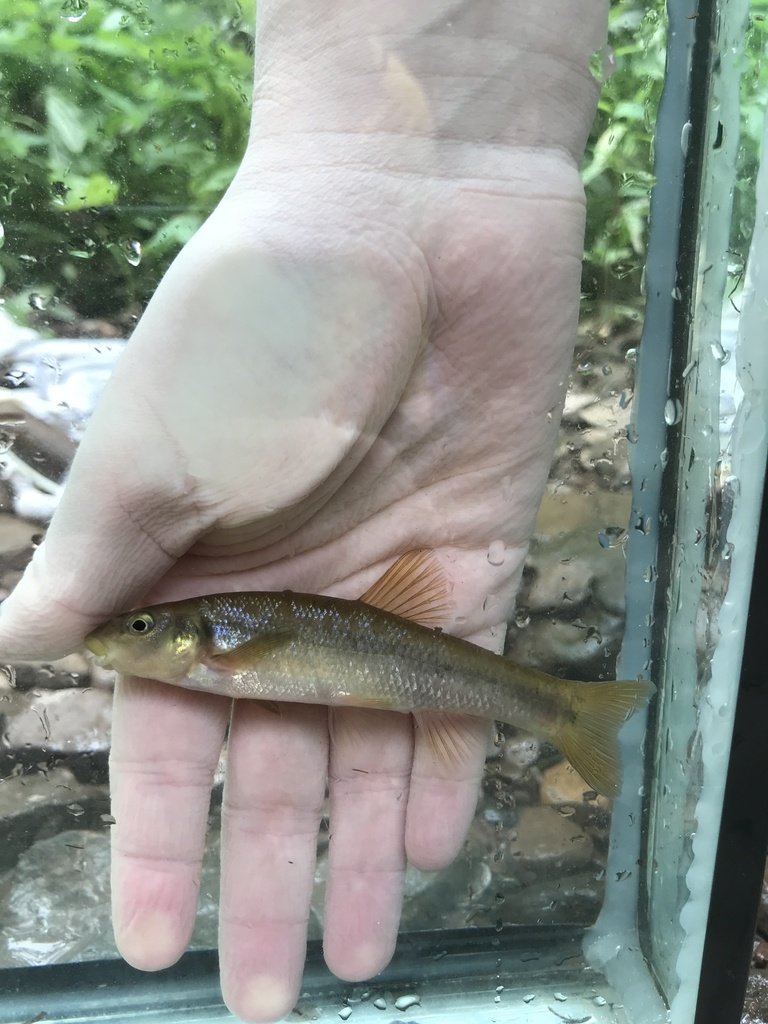 Cutlip Minnow (Freshwater Fish of Massachusetts) · iNaturalist