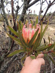 Protea burchellii