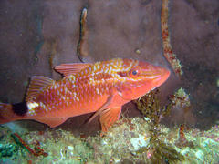 Parupeneus rubescens