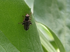 Hydnocerinae