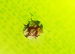 Choraginae