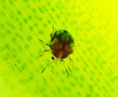 Choraginae