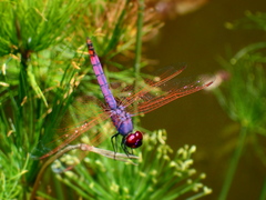 Trithemis annulata