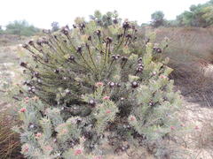 Leucospermum parile