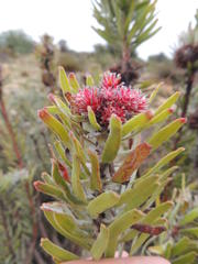 Leucospermum parile