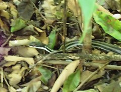 Dromicodryas bernieri