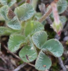 Oxalis imbricata violacea