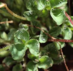 Oxalis imbricata violacea