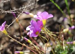 Oxalis imbricata violacea