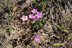 Oxalis imbricata violacea