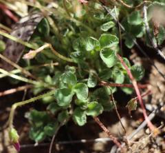 Oxalis imbricata violacea
