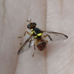 Diptera