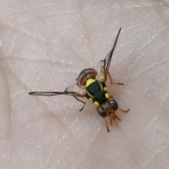 Diptera
